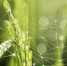 agriculture-iot-with-rice-field-background - Новый Компаньон