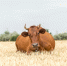 brown-cow-grazing-yellow-field - Новый Компаньон