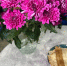 img - ЛДПР
