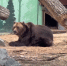 бурый медведь Тоша - Новый Компаньон