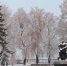Снег зима - Новый Компаньон