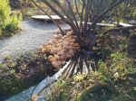 сад соловьев