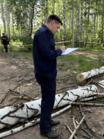 Следователем СК России возбуждено уголовное дело по факту смерти несовершеннолетней в результате падения дерева