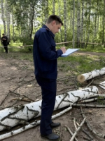Следователем СК России возбуждено уголовное дело по факту смерти несовершеннолетней в результате падения дерева
