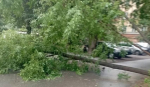упало дерево