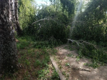 Упавшее дерево