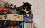 настольные игры